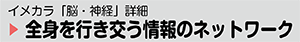 「イメカラ脳・神経」詳細　全身を行き交う情報のネットワーク